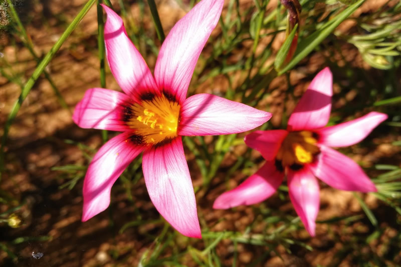 Biedouw Valley Flower Day Tour