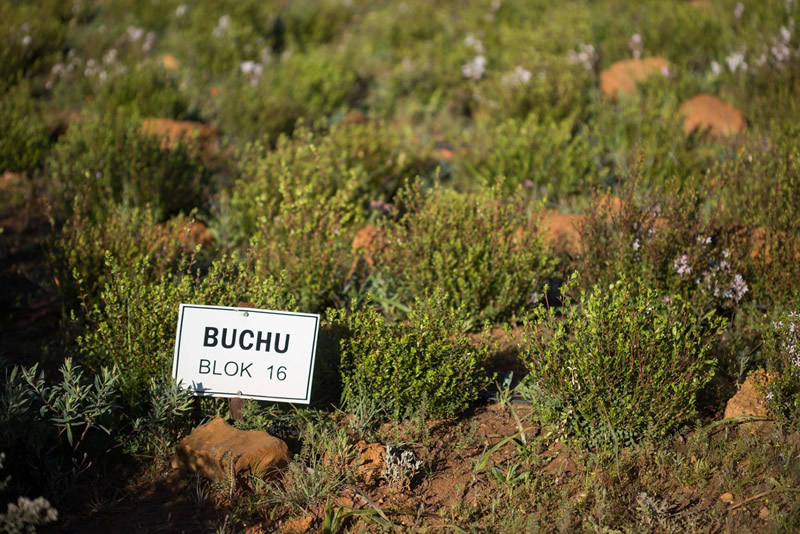 Rooibos & Buchu Tour