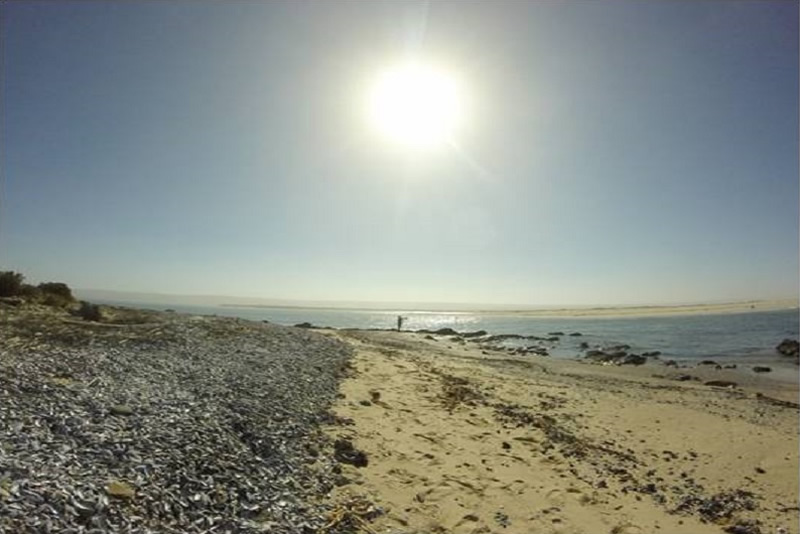 Muisbosskerm Guided Beach Walk