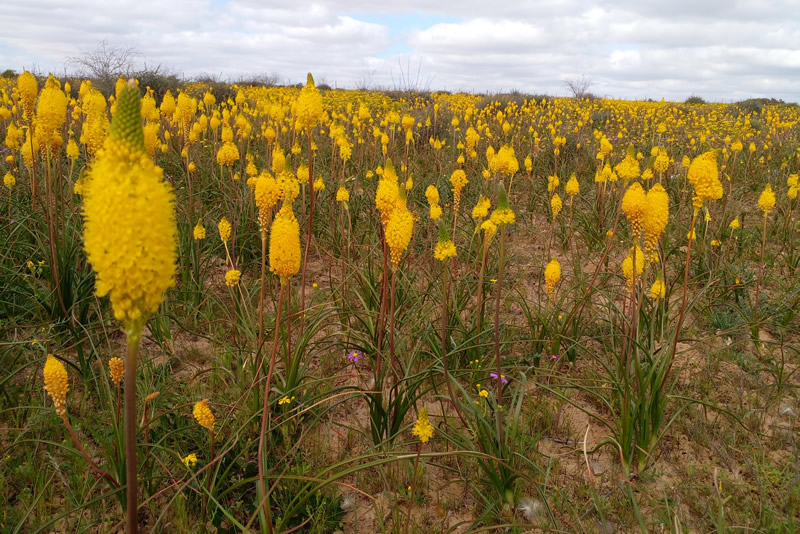 Niewoudtville Flower Tour