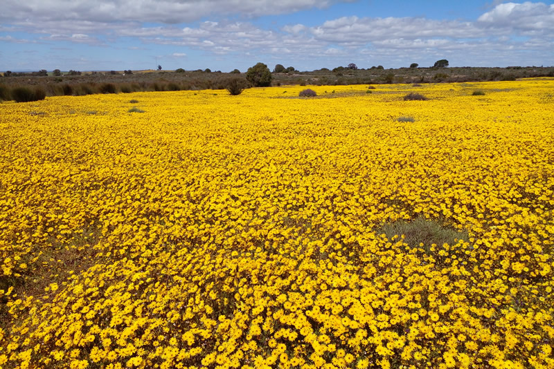 Niewoudtville Flower Tour